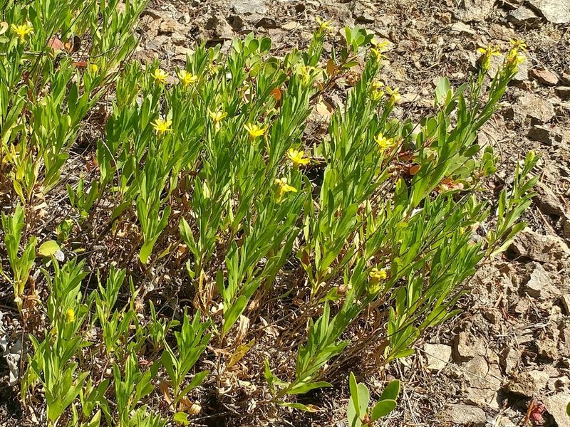 Columbiadoria hallii, photographed by Casey H. Richart