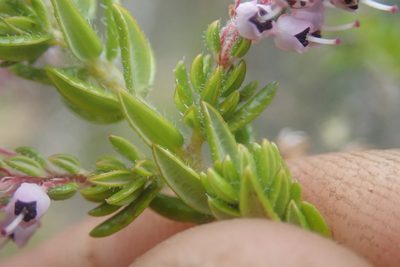 Erica revoluta, photographed by Jimmy Whatmore