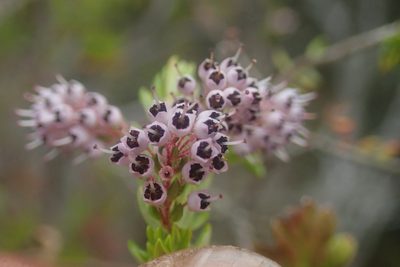Erica revoluta, photographed by Jimmy Whatmore