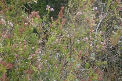 Erica revoluta, photographed by Jimmy Whatmore