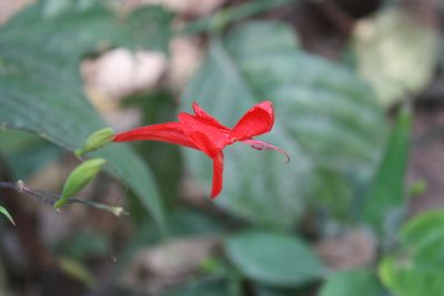 Ruellia macrophylla, photographed by Scott Loarie