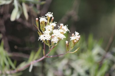 Stevia salicifolia, photographed by José Belem Hernández Díaz