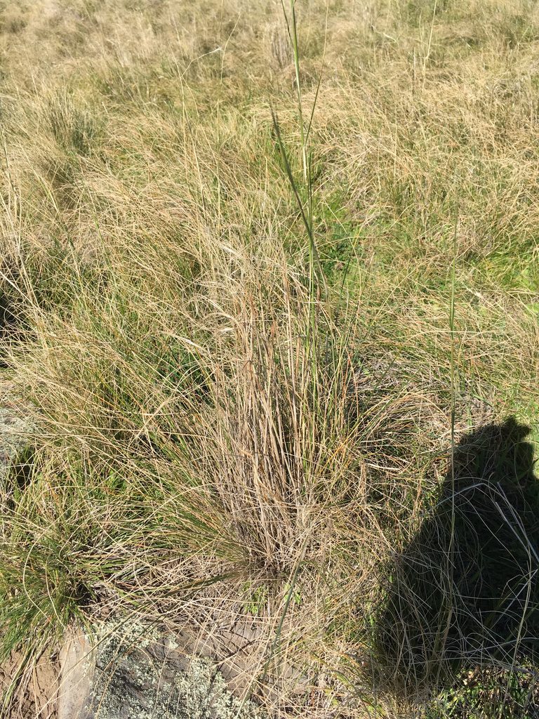 Austrostipa bigeniculata, photographed by Jon Sullivan