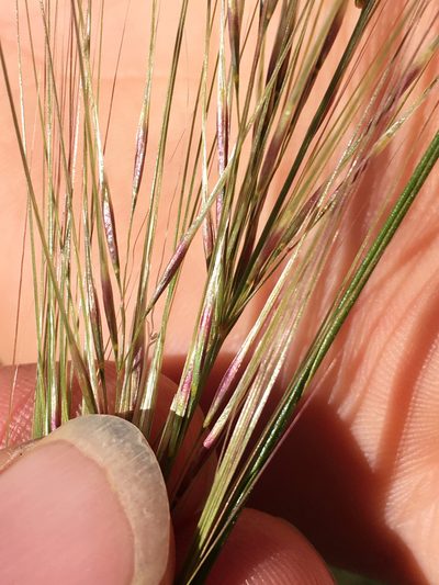 Austrostipa bigeniculata, photographed by Jon Sullivan