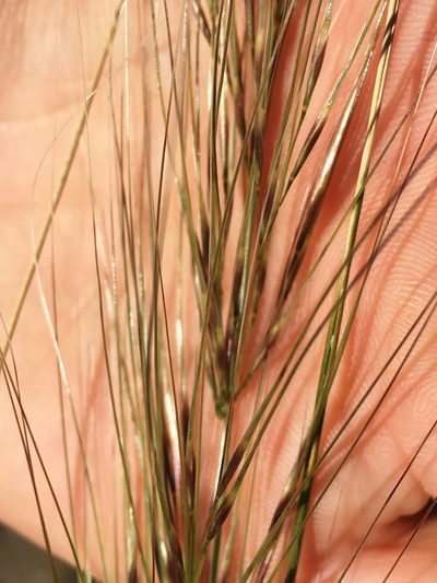 Austrostipa bigeniculata, photographed by Jon Sullivan