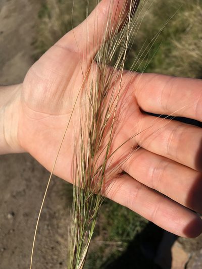 Austrostipa bigeniculata, photographed by Jon Sullivan