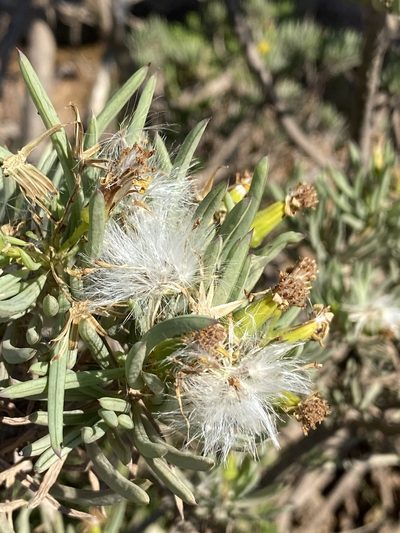Senecio cotyledonis, photographed by Dave U