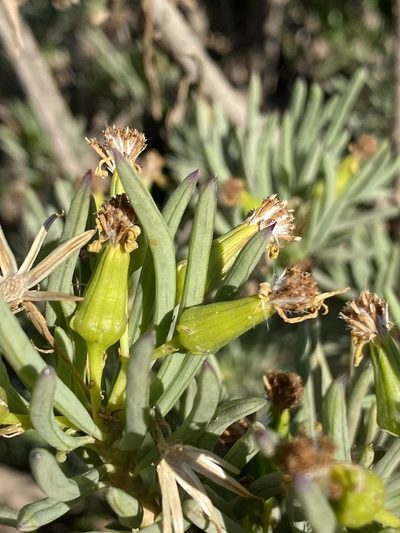 Senecio cotyledonis, photographed by Dave U