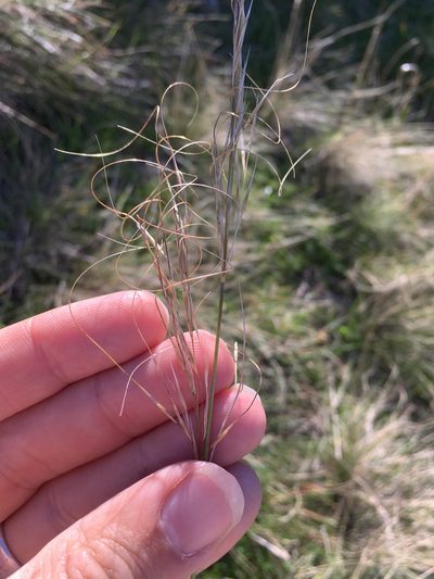 Austrostipa bigeniculata, photographed by Jon Sullivan