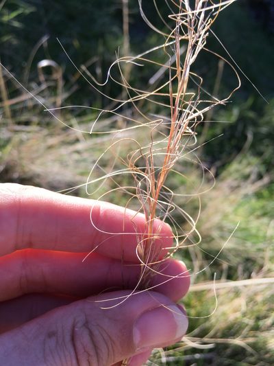 Austrostipa bigeniculata, photographed by Jon Sullivan