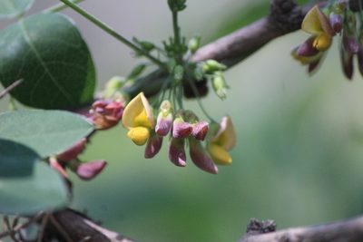 Nissolia pringlei, photographed by José Belem Hernández Díaz