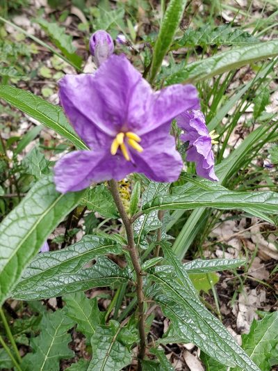 Solanum brownii, photographed by Will Cornwell