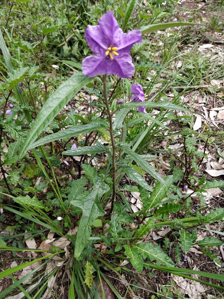 Solanum brownii, photographed by Will Cornwell
