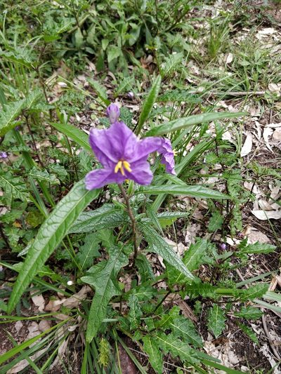 Solanum brownii, photographed by Will Cornwell