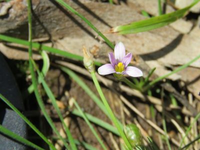 Romulea minutiflora, photographed by Elspeth Swan