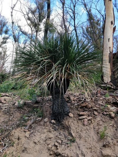 Xanthorrhoea arborea, photographed by Will Cornwell