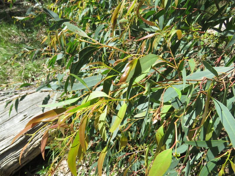 Eucalyptus radiata, photographed by Elspeth Swan