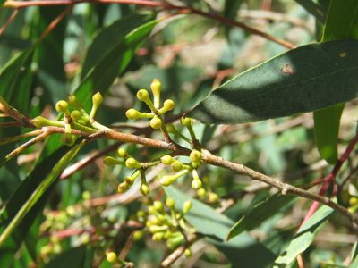 Eucalyptus radiata, photographed by Elspeth Swan