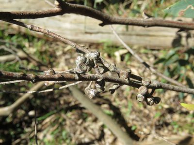 Eucalyptus radiata, photographed by Elspeth Swan