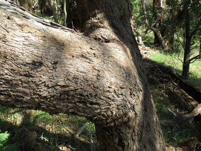 Eucalyptus radiata, photographed by Elspeth Swan