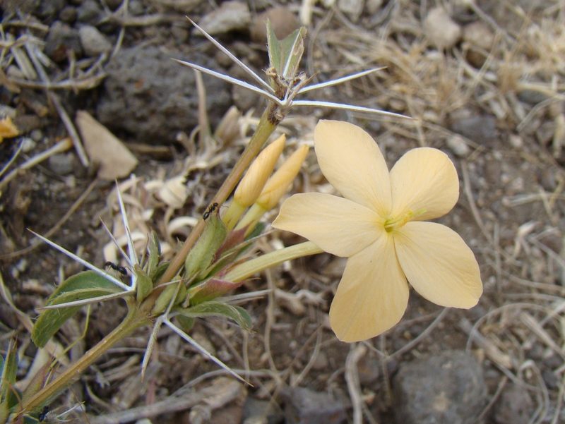 Barleria eranthemoides, photographed by Jean-Paul Boerekamps
