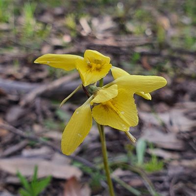 Diuris chryseopsis, photographed by Claudia Schipp