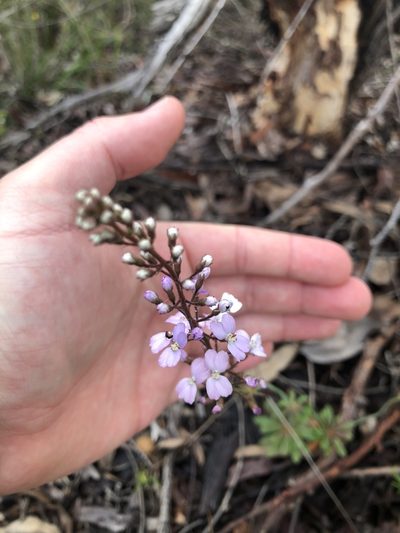 Stylidium amoenum, photographed by James