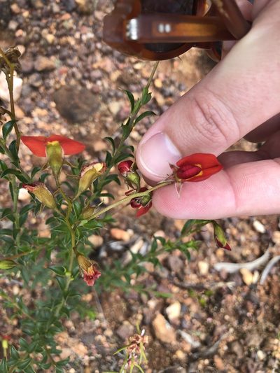 Chorizema dicksonii, photographed by James