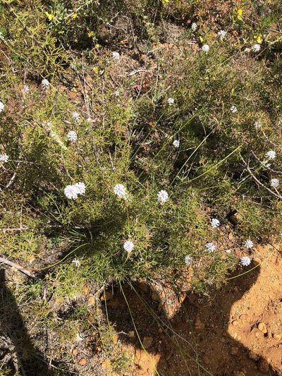 Conospermum huegelii, photographed by James