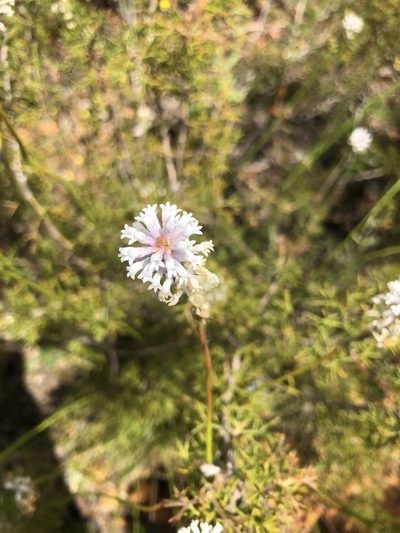 Conospermum huegelii, photographed by James