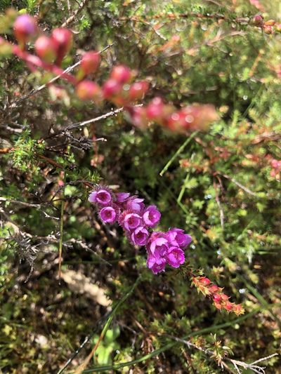 Verticordia pennigera, photographed by James