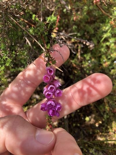 Verticordia pennigera, photographed by James