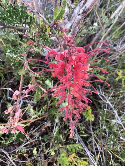 Grevillea bipinnatifida, photographed by James