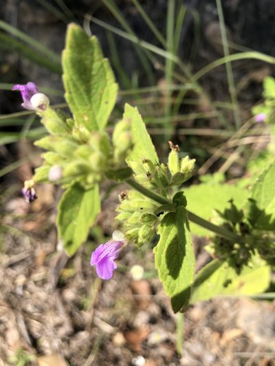 Anisomeles moschata, photographed by elawrey