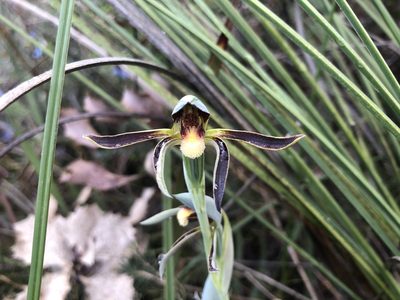 Lyperanthus serratus, photographed by James