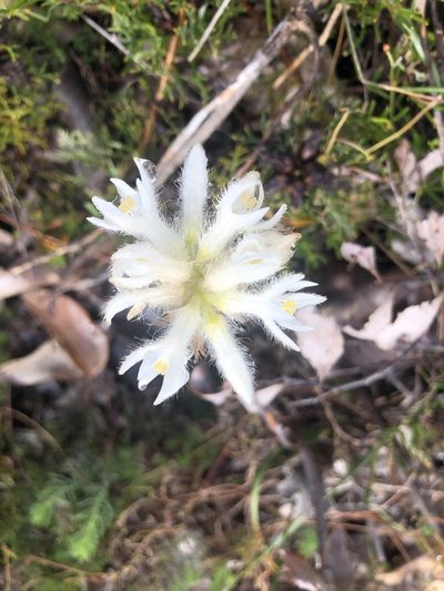 Conostylis setosa, photographed by James
