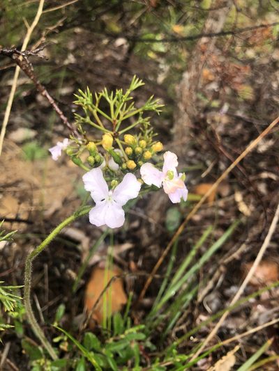 Stylidium affine, photographed by James