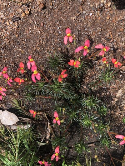 Stylidium recurvum, photographed by James