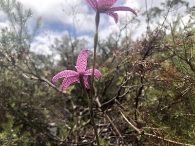 Caladenia emarginata, photographed by James