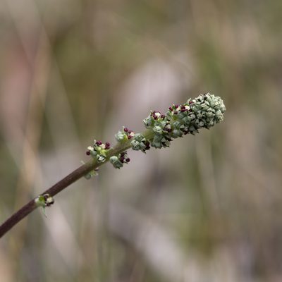 Acaena echinata, photographed by Kym Nicolson