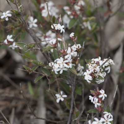 Leucopogon concurvus, photographed by Kym Nicolson