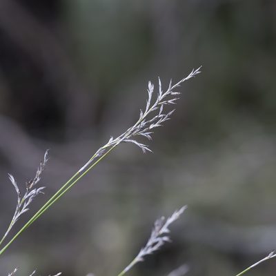Lepidosperma semiteres, photographed by Kym Nicolson