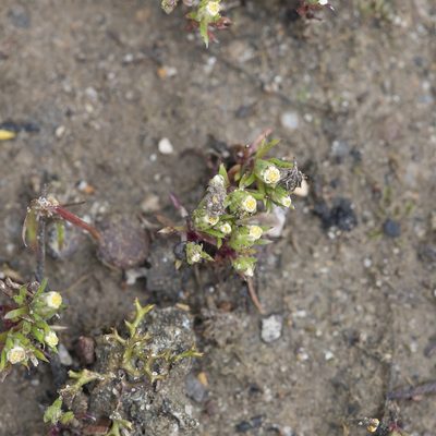 Hyalosperma demissum, photographed by Kym Nicolson