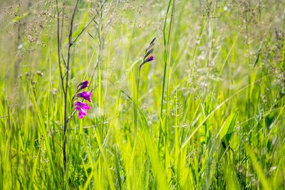 Gladiolus tenuis, photographed by Safina Rezeda