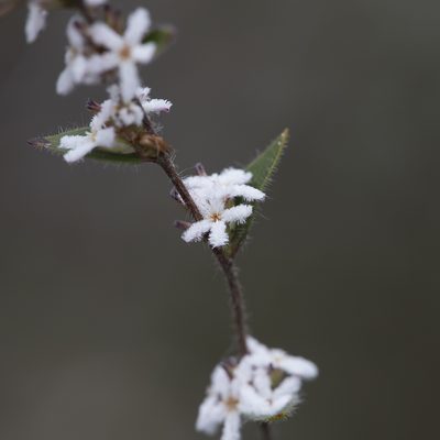 Leucopogon concurvus, photographed by Kym Nicolson