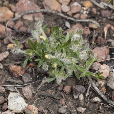 Xanthosia huegelii, photographed by Kym Nicolson