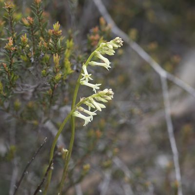Stackhousia aspericocca, photographed by Kym Nicolson
