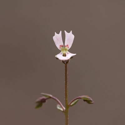 Stylidium calcaratum, photographed by Kym Nicolson