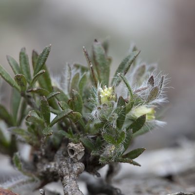 Xanthosia huegelii, photographed by Kym Nicolson