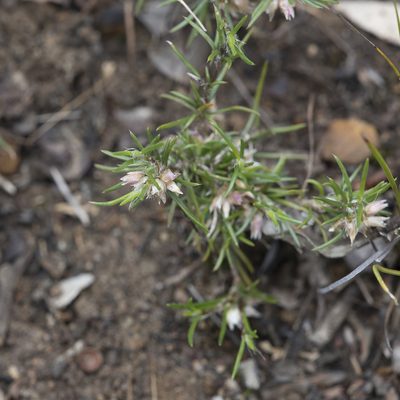 Laxmannia orientalis, photographed by Kym Nicolson